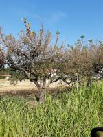 Erosioni fogliari su melo